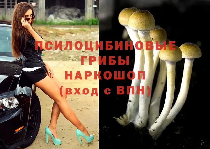 Псилоцибиновые грибы Psilocybine cubensis  цены   Белозерск 